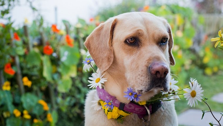 Gelber goldener Labrador verziert mit Gänseblümchen in einem Garten