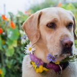 Gartenchemikalien und Haustiere: So schützen Sie Ihren Hund