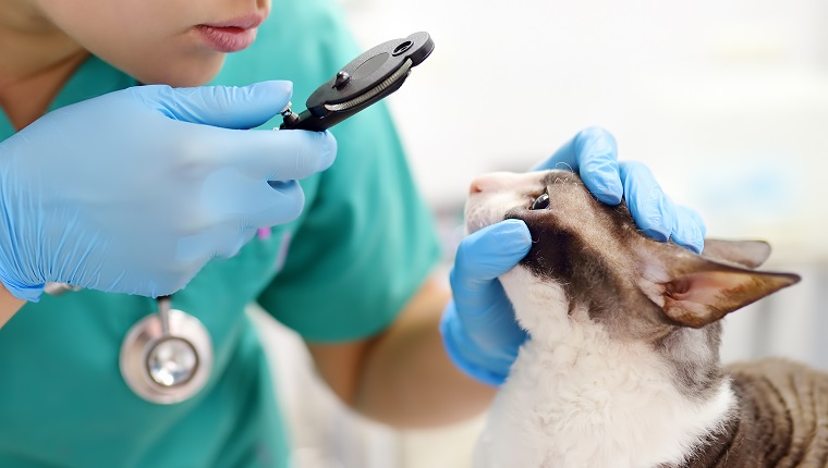Der Tierarzt untersucht eine Cornish Rex-Katze in einer Tierklinik auf geschwollene Augen
