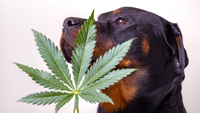 Detail von Cannabisblatt und Rottweiler-Hund lokalisiert über weißem - medizinischem Marihuana für Haustierkonzept
