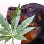 Detail of cannabis leaf and rottweiler dog isolated over white - medical marijuana for pets concept