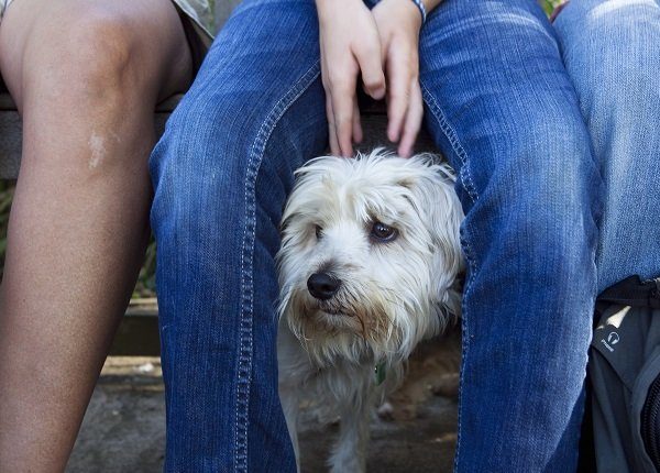 Flohsamen für Hunde Verwendung, Dosierung und Nebenwirkungen