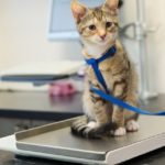Little kitten on weight scale at the veterinarian