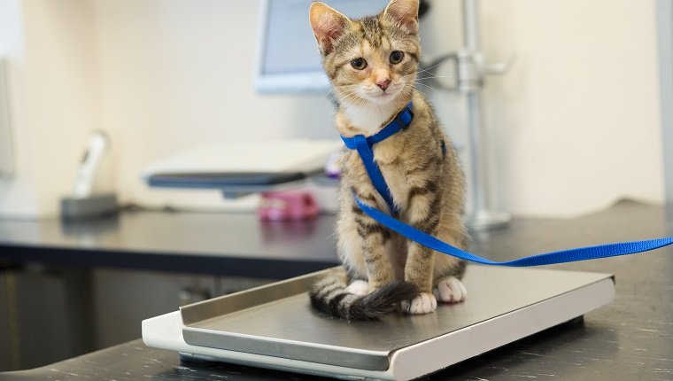 Little kitten on weight scale at the veterinarian