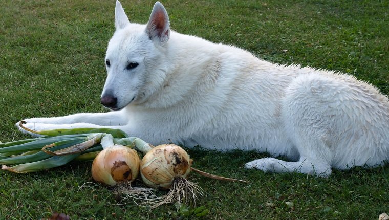 White husky dog guarding fresh autumn harvest