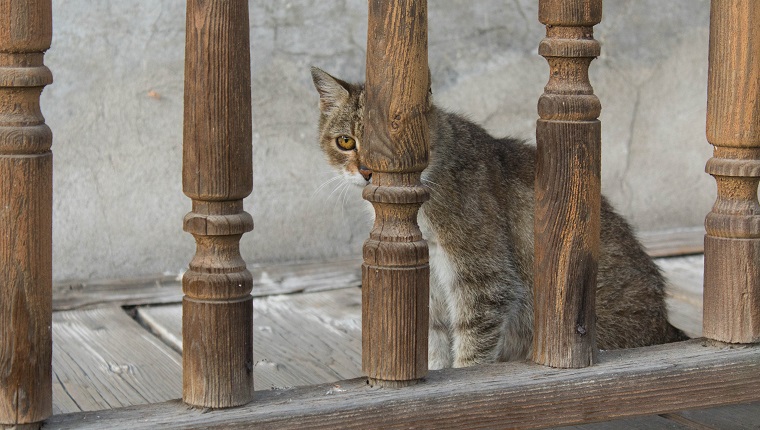 Wilde getigerte Katze, die sich hinter Holzzaun versteckt