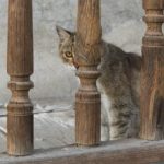 Feral tabby cat hiding behind wooden fence