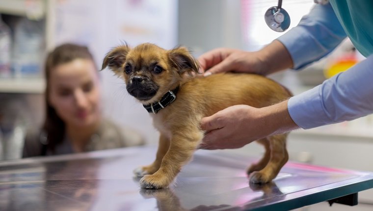 Kryptorchismus (zurückgehaltene Hoden) bei Hunden Symptome, Ursachen