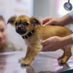 Veterinarian stroking cute puppy in vet