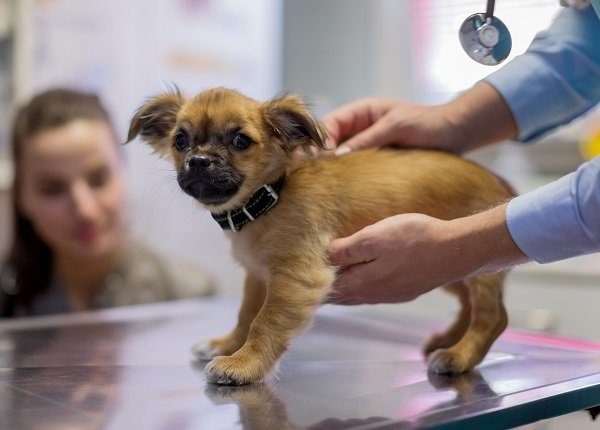 Veterinarian stroking cute puppy in vet