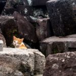 hungry wander cat was hunting among the stones which fell down during the last earthquake