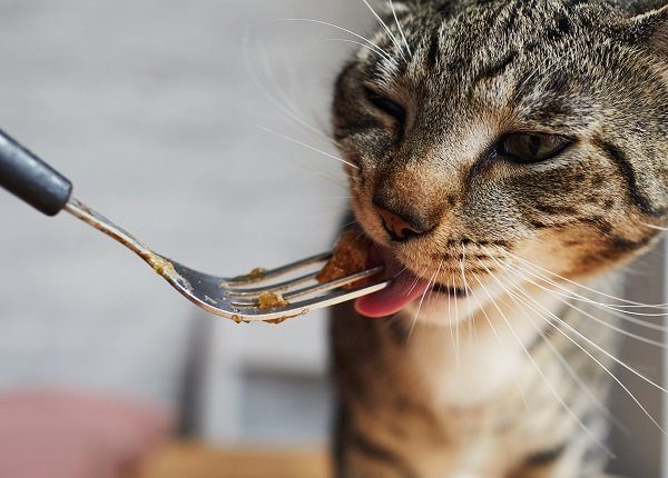 Close up of a cat eating cat food from a fork, may have food intolerance