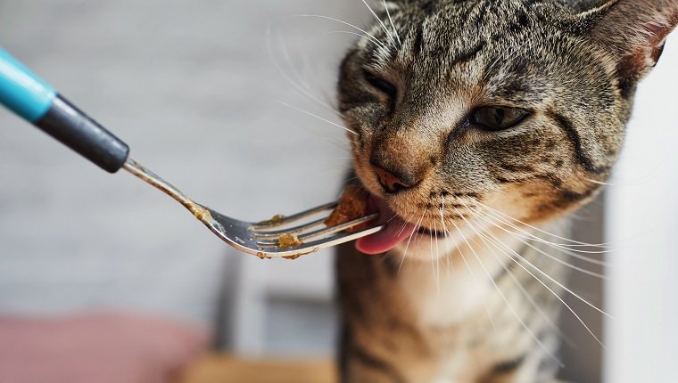 Close up of a cat eating cat food from a fork, may have food intolerance