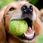A close-up shot of a Golden Retriever with a yellow tennis ball in her mouth.