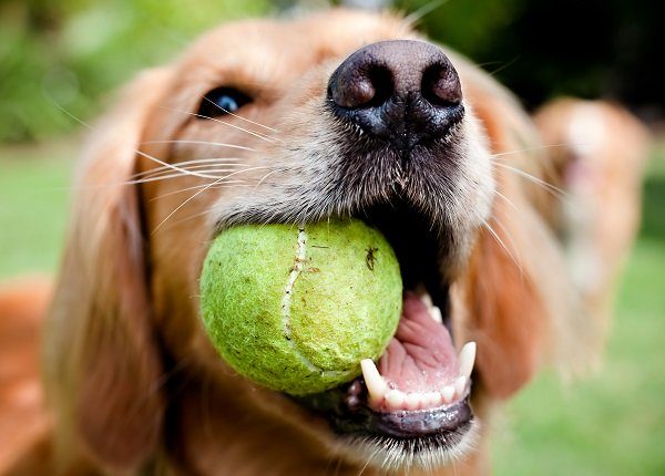 A close-up shot of a Golden Retriever with a yellow tennis ball in her mouth.