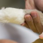 Vet putting a bandage around a cat’s leg during pet first aid awareness month