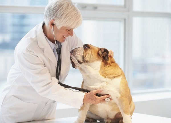 Caucasian veterinarian listening to heartbeat of dog