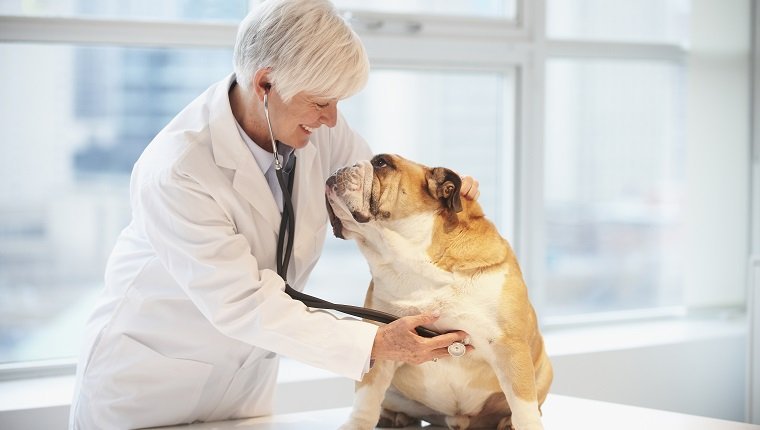 Caucasian veterinarian listening to heartbeat of dog