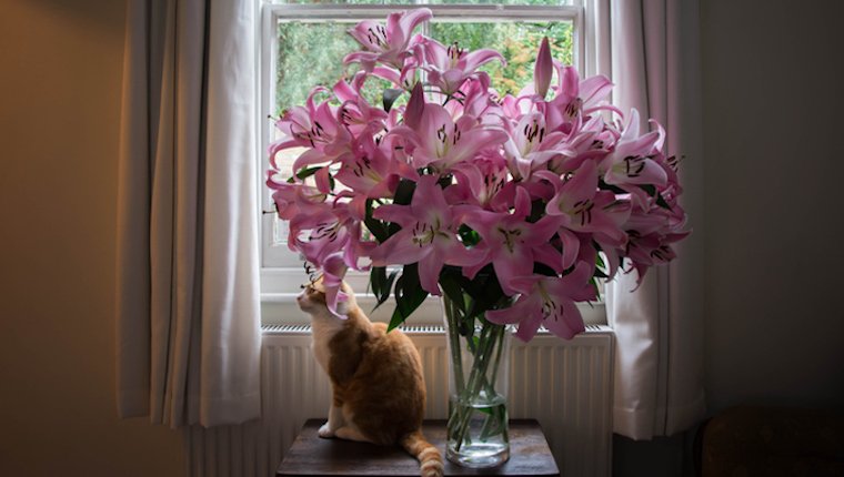 Cat and lilies