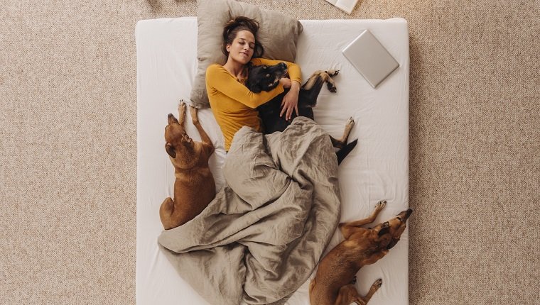 Frau, die mit ihren Hunden im Bett liegt und kuschelt