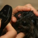 Pupillary light reflex in dog (Canis lupus familiaris) being checked by vet
