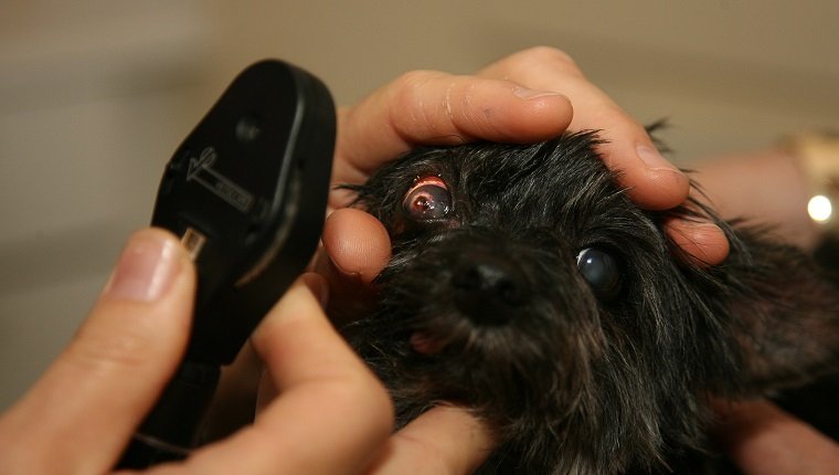 Pupillary light reflex in dog (Canis lupus familiaris) being checked by vet