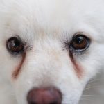 White puppy having obvious stains on its eyes caused by eye discharge.