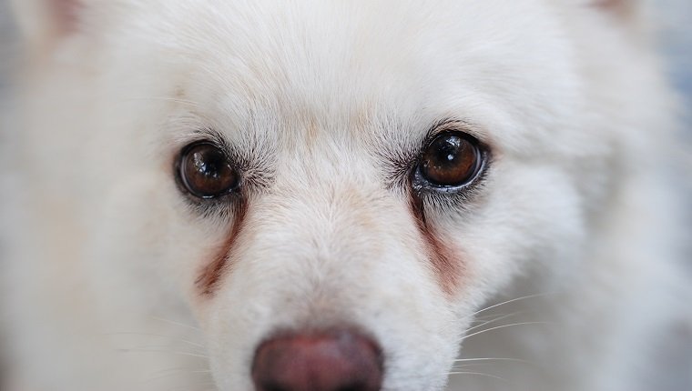 White puppy having obvious stains on its eyes caused by eye discharge.
