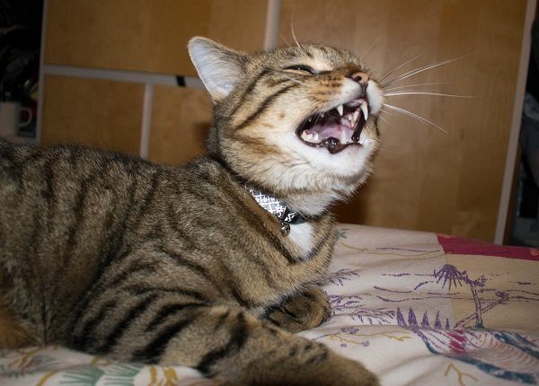 Cat meowing, looks like sneezing or laughing