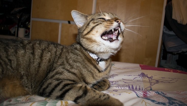 Katze miaut, sieht aus wie Niesen oder Lachen