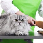 A long-haired cat lies on a table while a person picks up a brush from an assortment of grooming devices.