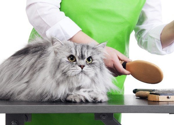 A long-haired cat lies on a table while a person picks up a brush from an assortment of grooming devices.