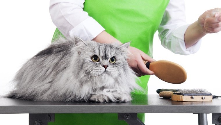 Eine langhaarige Katze liegt auf einem Tisch, während eine Person eine Bürste aus einer Reihe von Pflegegeräten aufnimmt.