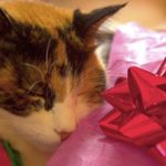 Cat sleeping inside wrapping paper with red bow