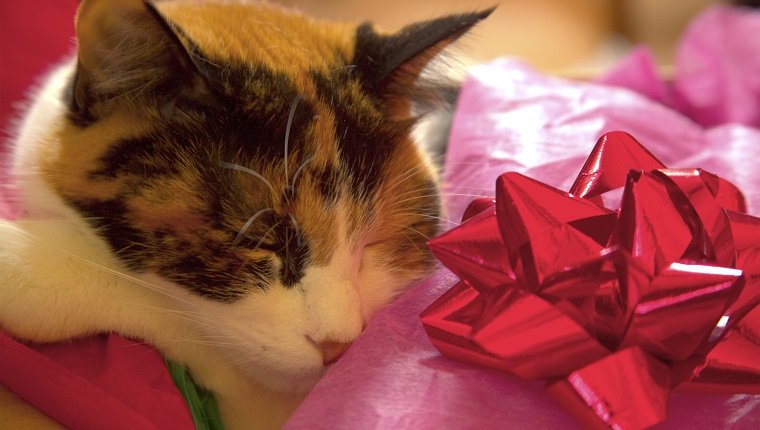 Cat sleeping inside wrapping paper with red bow