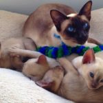 Beautiful blue eyed chocolate point tonkinese cat lying in a cat bed with her four six week old kittens on Mother