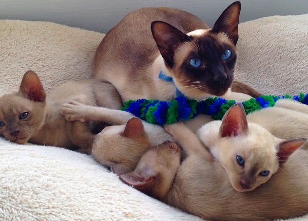 Beautiful blue eyed chocolate point tonkinese cat lying in a cat bed with her four six week old kittens on Mother