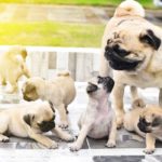 Cute puppies brown Pug playing with their mother on Mother