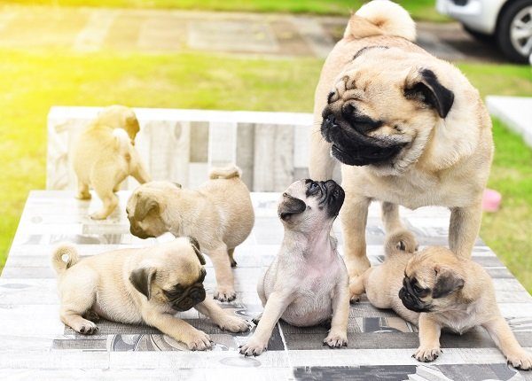 Cute puppies brown Pug playing with their mother on Mother