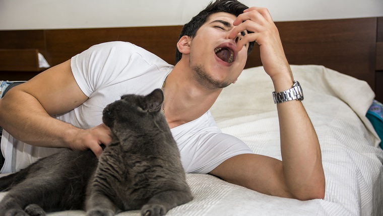 Junger Mann, der sich auf dem Bett entspannt, graue pelzige Katze streichelt und von Allergien niest - Mann, der mit Haustierkatze liegt und allergische Reaktion hat