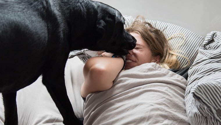 Ein Hund springt auf das Bett seines Besitzers und leckt ihr Gesicht, bis sie aufwacht.