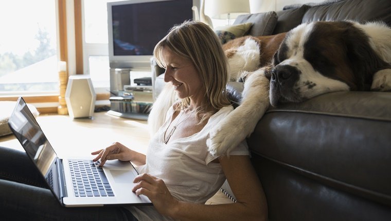 Saint Bernard Hund schlafendes Sofafrau mit Laptop