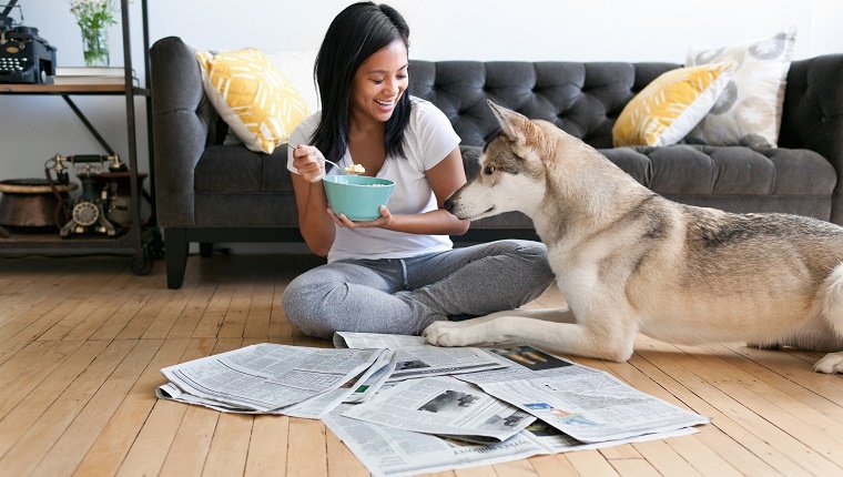 Junge Frau, die auf Boden sitzt und Frühstück isst, beobachtet durch Husky-Hund