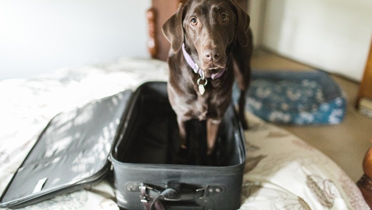 Ein Chocolate Labrador Retriever-Hund steht in einem leeren Koffer und schaut mürrisch in die Kamera.