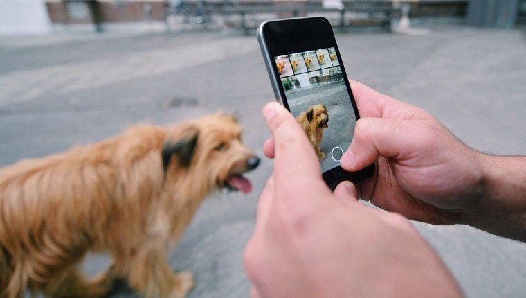 Person, die Foto des Hundes mit Handy macht