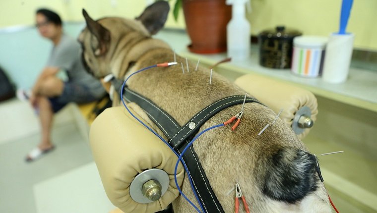 SHANGHAI, CHINA - 27. AUGUST: Ein Hund erhält Akupunktur an einem Haustierbehandlungszentrum am 27. August 2017 in Shanghai, China. Ein Tierbehandlungszentrum verwendet Akupunktur und rauchendes Wermut, um Schmerzen in Körpern von Hunden und Katzen in Shanghai zu lindern. (Foto von VCG / VCG über Getty Images)