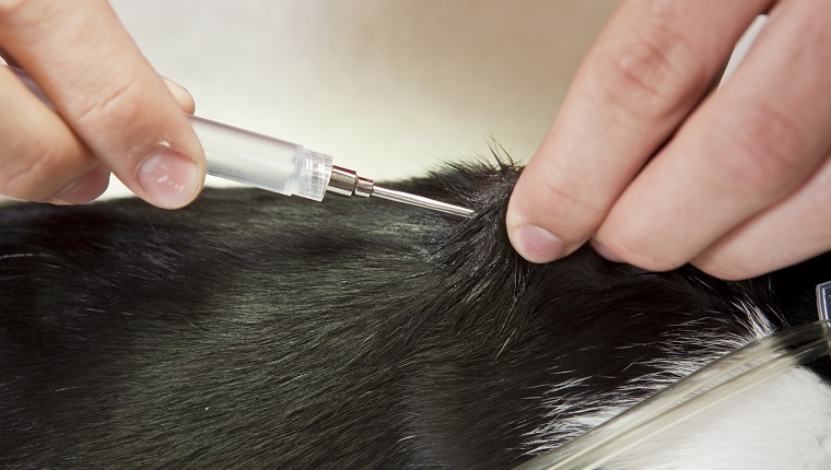 Ein Tierarzt injiziert einen Mikrochip zwischen die Schulterblätter einer jungen Katze.