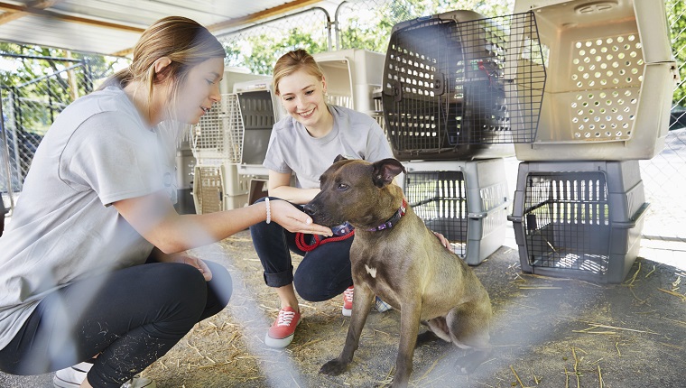 Weibliche Freiwillige streicheln einen Hund im Tierheim