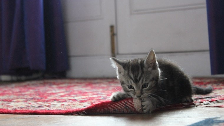 Nahaufnahme des Kätzchen beißenden Teppichs zu Hause