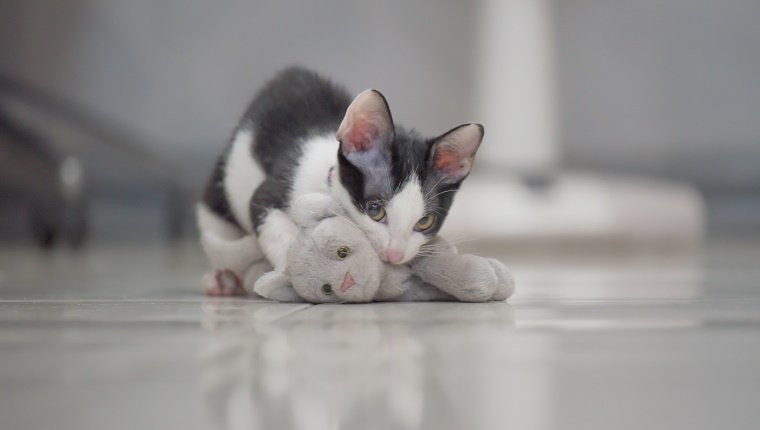 niedliche graue Katze spielen Jäger mit Kätzchenpuppe, während Opfer auf Boden lag